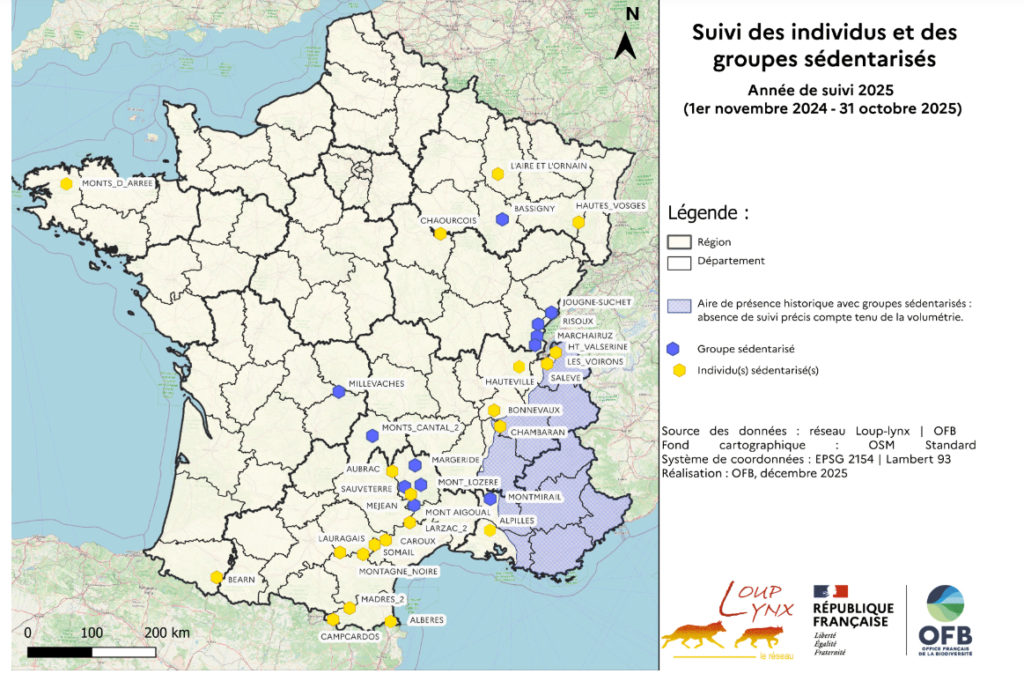 Suivi du loup en 2025 en France