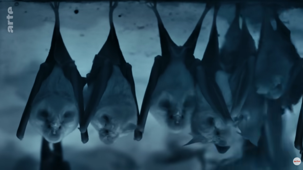 Chauves souris qui dorment à la Pyramide du Loup
