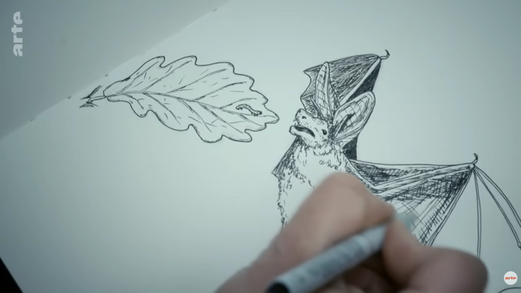 Croquis chauves souris