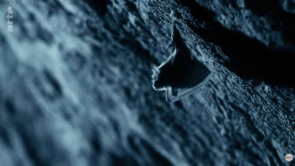 chauves souris grotte